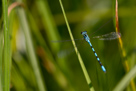 Coenagrion hastulatum